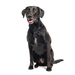 Black Crossbreed dog sitting and panting on white background
