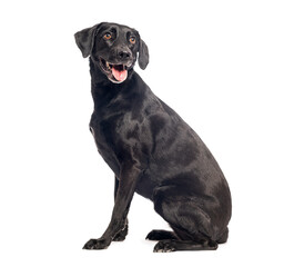 Black Crossbreed dog sitting and panting on white background