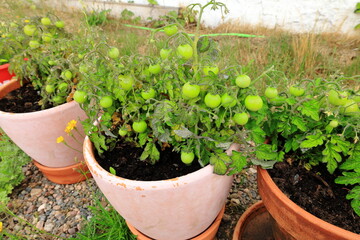 Small green tomatoes in flower pots one day in July. Home gardening or DIY concept. Skara, Sweden.