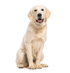 Young Golden retriever sitting and panting on white background