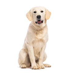 Young Golden retriever sitting and panting on white background