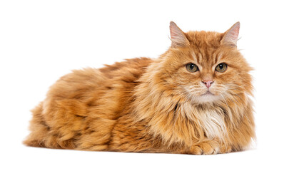 Siberian cat lying down on white background
