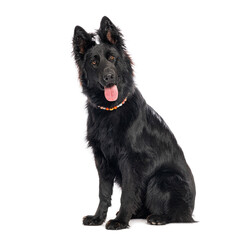 Black old german shepherd dog sitting and panting with colorful necklace