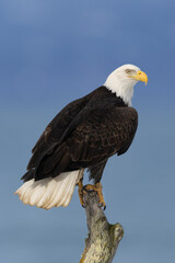 Bald Eagle adult