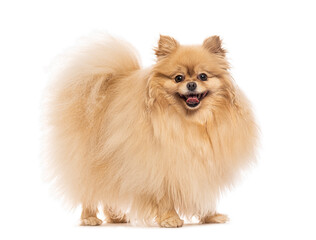 Pomeranian dog standing and panting on white background