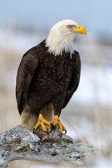 Bald Eagle adult