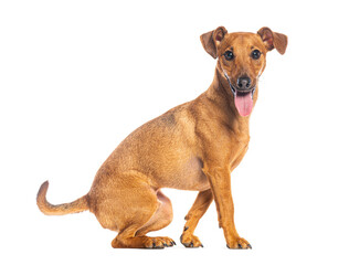 Happy Crossbreed dog panting and sitting on white background