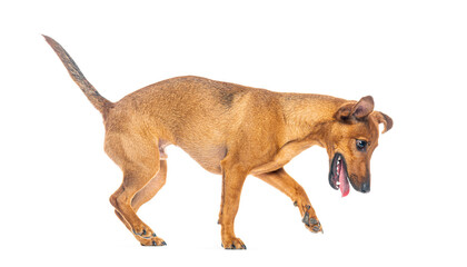 Crossbreed dog walking and panting, isolated on white background