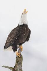 Bald Eagle adult
