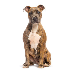 American staffordshire terrier sitting on white background