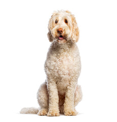 Adorable Australian Cobberdog sitting and looking curious on white background