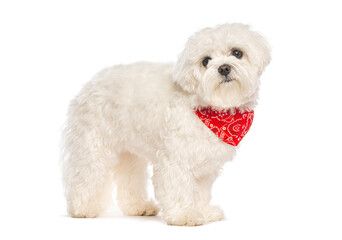 Adorable maltese dog wearing red bandana standing on white background