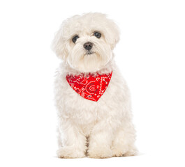 Maltese dog wearing red bandana sitting on white background