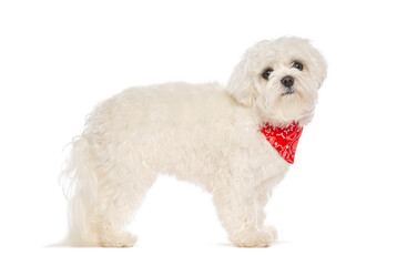 Maltese dog wearing red bandana standing on white background