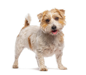 Jack russell terrier standing and panting on white background
