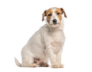 Jack russell terrier sitting and looking at camera on white background