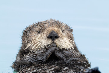 Sea Otter