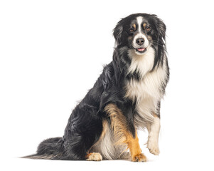 Fototapeta premium Australian shepherd dog sitting and panting on white background