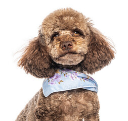 Poodle dog wearing blue neckerchief on white background