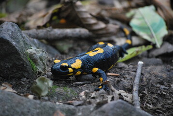Spotted salamander crawling on forest floor