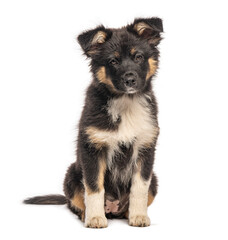 Adorable australian shepherd puppy sitting on white background