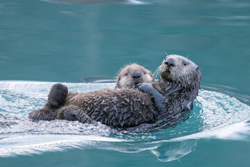 Sea Otter