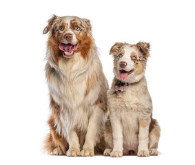 Obraz premium Australian shepherd panting and sitting with puppy on white background