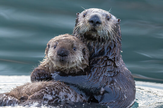 Sea Otter