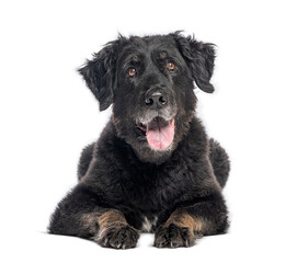 Obraz premium Black Crossbreed dog lying down and panting on white background