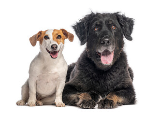 Obraz premium Jack russell terrier sitting and mixed breed dog lying, panting and posing on white background