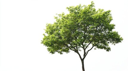 Capturing the beauty of a lush green tree closeup in nature's realm