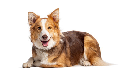 Border collie lying down and panting on white background