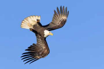 Bald Eagle adult flight