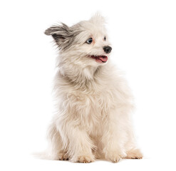 Cute Yorkshire and Spitz cross dog sitting and looking up with tongue out