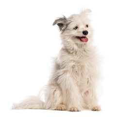 Cute Yorkshire and Spitz crossed dog sitting and panting on white background