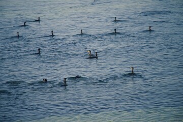 Cormorans en train de pêcher .