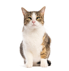 Crossbreed domestic cat sitting and looking with squinted eyes on white background