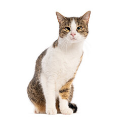 Fototapeta premium Crossbreed domestic cat sitting and looking with squinted eyes on white background