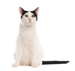 Bicolor cat sitting and staring on white background