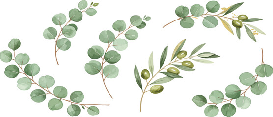 Watercolor Eucalyptus and Olive Branches.