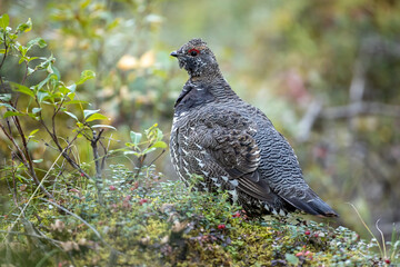Spruce Grouse