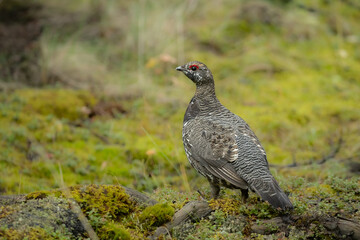 Spruce Grouse