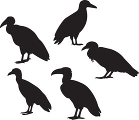 Fototapeta premium Five silhouette vultures standing and perched isolated on white