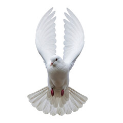 Stunning white dove in mid-flight with wings spread, isolated on white & transparent background. Ideal for weddings, funerals, religious ceremonies, peace campaigns,
