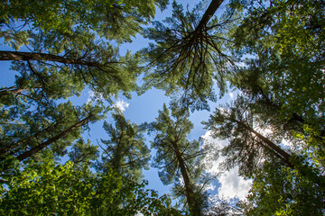 Conifer Trees, blue sky, pine tree