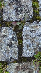 concrete paving slabs with natral debris in joints