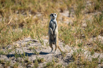 Male Meerkat Standing Alert in Bush, Scanning the Sky for Danger in Makgadikgadi Pans, Botswana