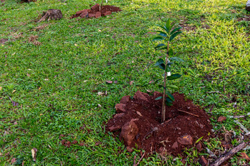 Beautiful newly planted bergamot tree