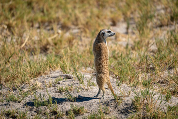 Male Meerkat Standing Alert in Bush, Scanning the Sky for Danger in Makgadikgadi Pans, Botswana