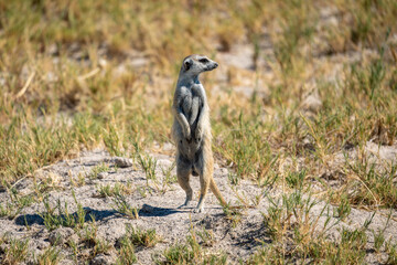 Male Meerkat Standing Alert in Bush, Scanning the Sky for Danger in Makgadikgadi Pans, Botswana